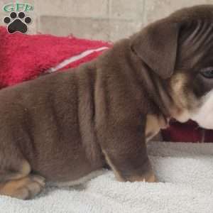 Princess, English Bulldog Puppy