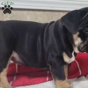 Queenie, English Bulldog Puppy