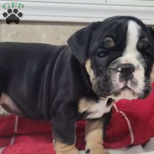 Queenie, English Bulldog Puppy
