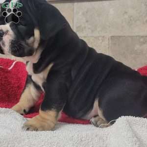 Queenie, English Bulldog Puppy