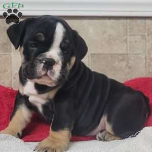 Queenie, English Bulldog Puppy