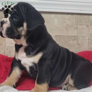 Queenie, English Bulldog Puppy