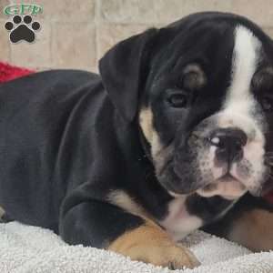 Queenie, English Bulldog Puppy