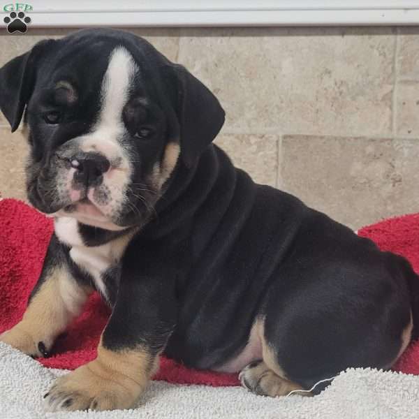 Queenie, English Bulldog Puppy