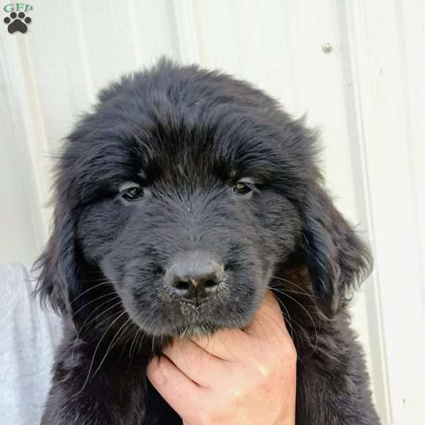 Ebony, Newfoundland Puppy