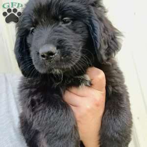 Ebony, Newfoundland Puppy
