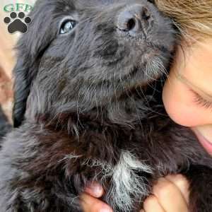 Ebony, Newfoundland Puppy