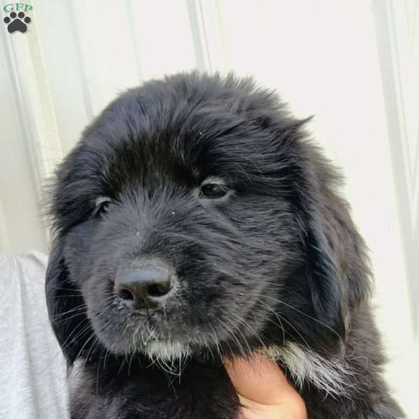 Pepper, Newfoundland Puppy
