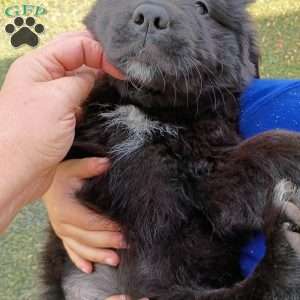 Pepper, Newfoundland Puppy