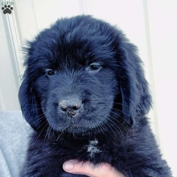 Sable, Newfoundland Puppy