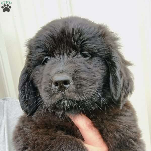 Coal, Newfoundland Puppy