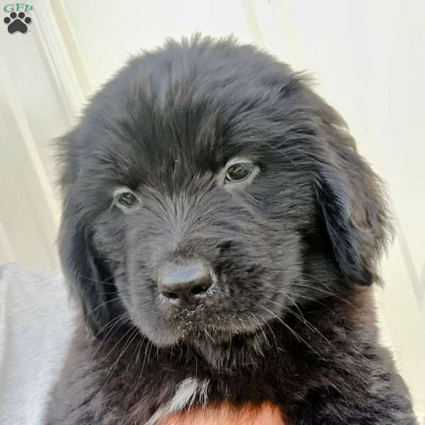 Onyx, Newfoundland Puppy
