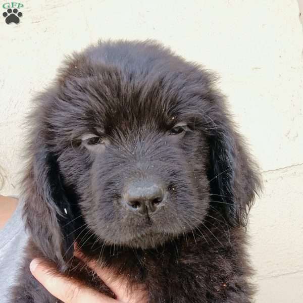 Shadow, Newfoundland Puppy