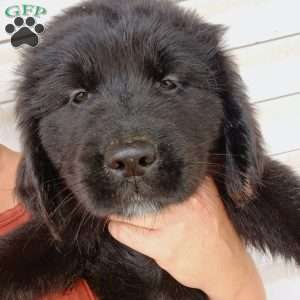 Pepper, Newfoundland Puppy