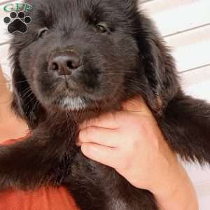 Pepper, Newfoundland Puppy
