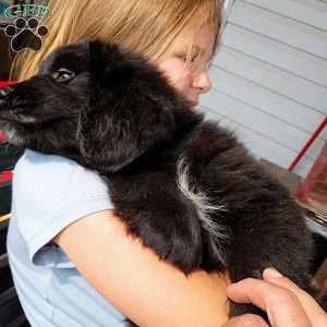 Pepper, Newfoundland Puppy