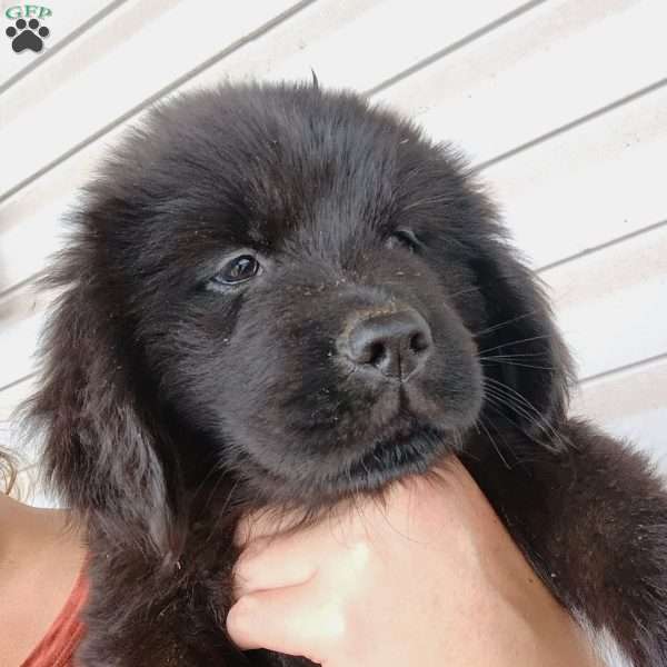 Raven, Newfoundland Puppy