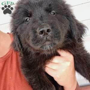 Ebony, Newfoundland Puppy