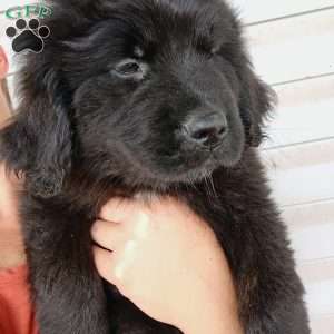 Ebony, Newfoundland Puppy