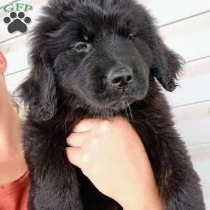 Ebony, Newfoundland Puppy