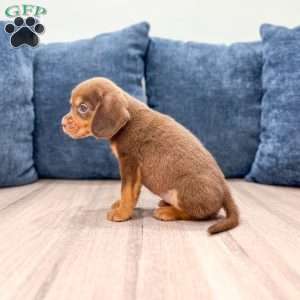 Robin, Beaglier Puppy