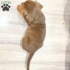 Robin, Beaglier Puppy