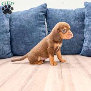 Robin, Beaglier Puppy