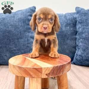 Robin, Beaglier Puppy
