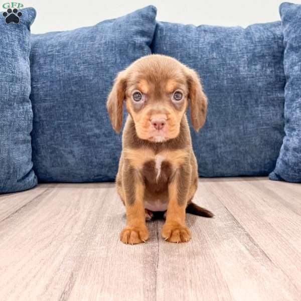 Robin, Beaglier Puppy