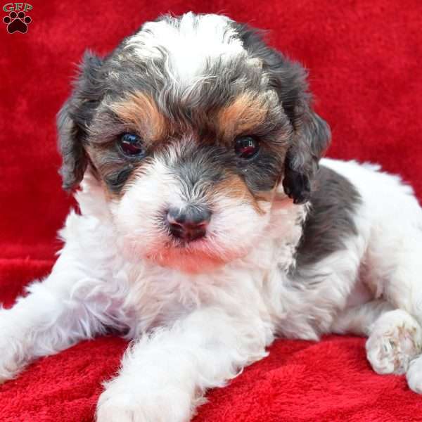 Addie, Cavapoo Puppy