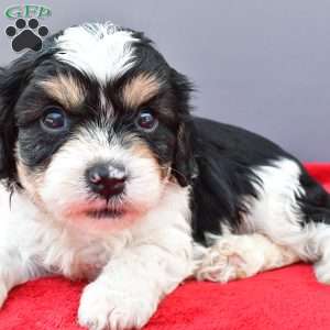 Teddy, Cavapoo Puppy