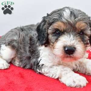 Harper, Cavapoo Puppy