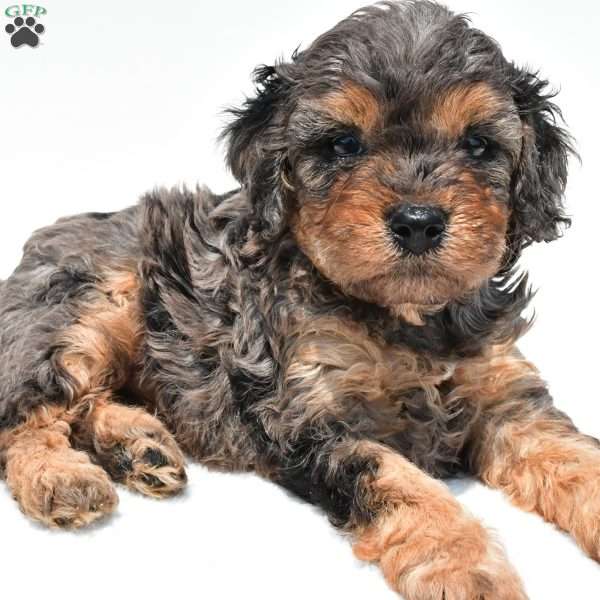 Amber, Cavapoo Puppy