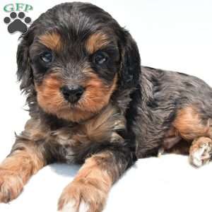 Piper, Cavapoo Puppy