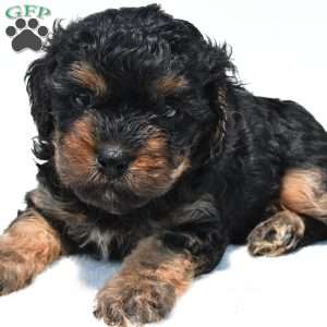 Gracie, Cavapoo Puppy