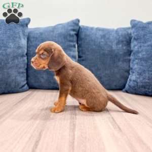 Eagle, Beaglier Puppy