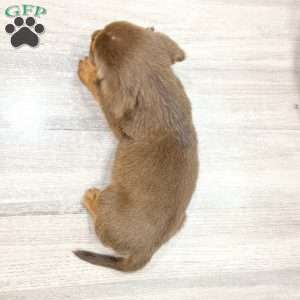 Eagle, Beaglier Puppy