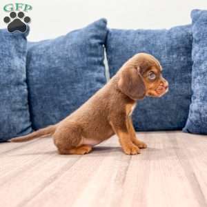 Eagle, Beaglier Puppy