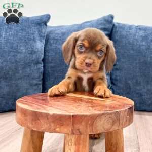 Eagle, Beaglier Puppy