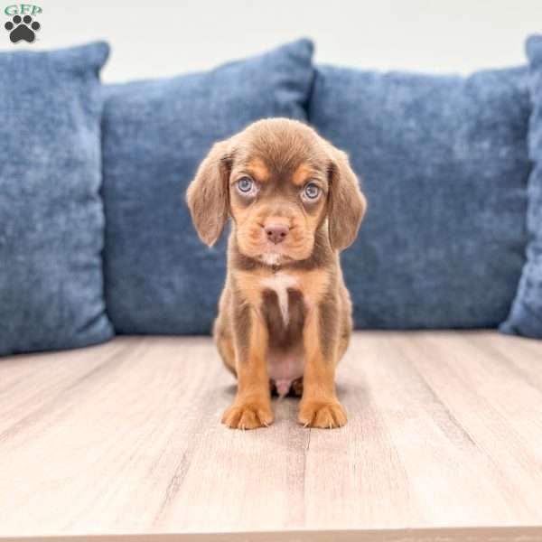 Eagle, Beaglier Puppy