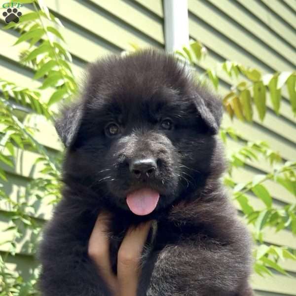 Ranger, German Shepherd Puppy