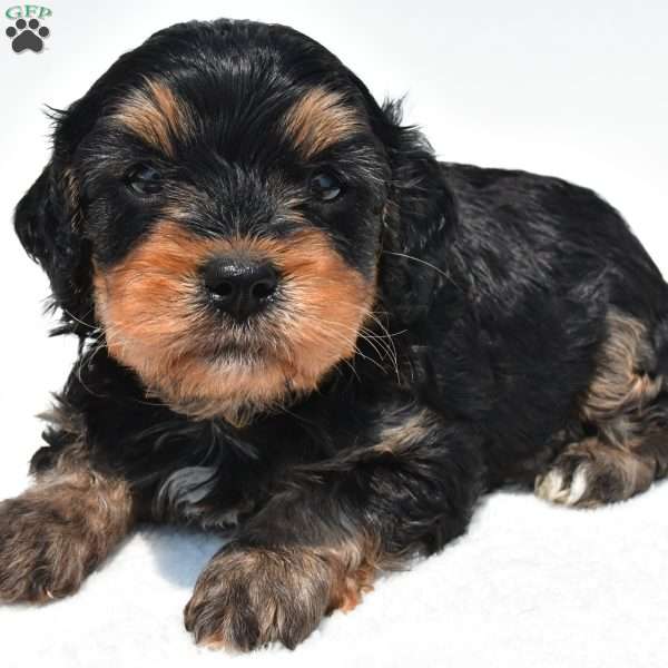 Baxter, Cavapoo Puppy