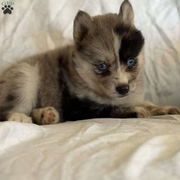Percy, Pomsky Puppy