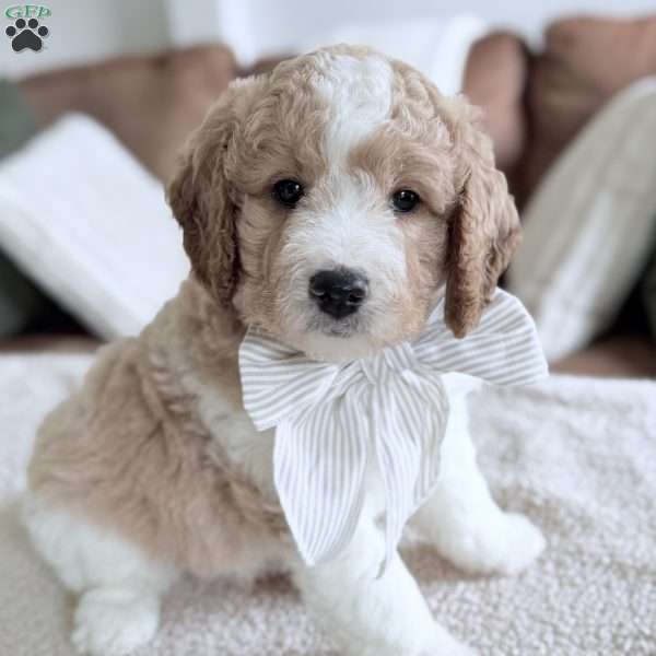 Buttons, Mini Goldendoodle Puppy