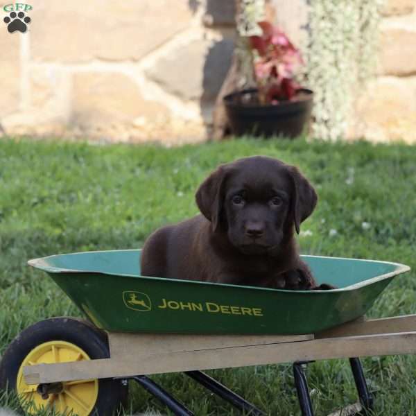 Kylie, Chocolate Labrador Retriever Puppy