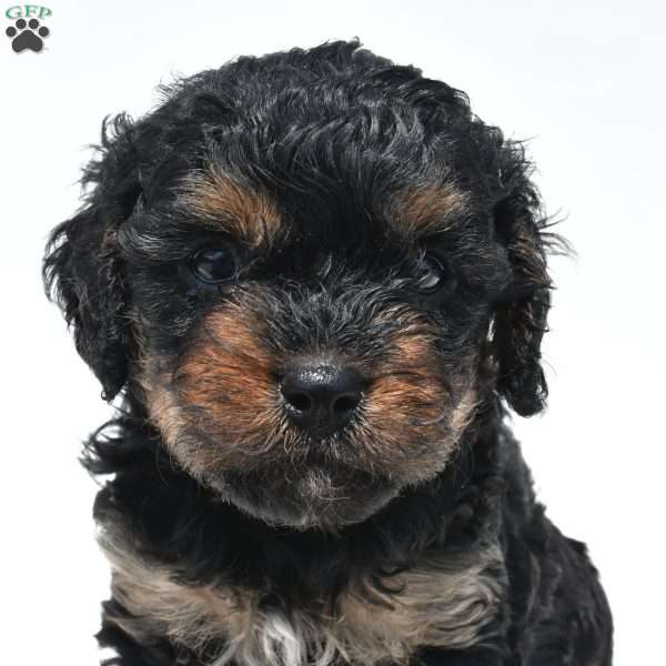 Gracie, Cavapoo Puppy