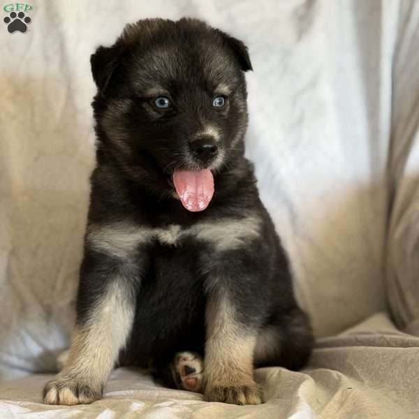 Pax, Pomsky Puppy