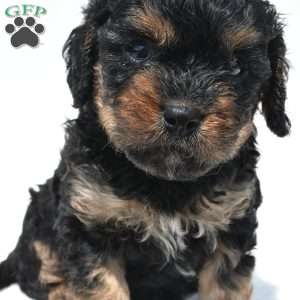 Gracie, Cavapoo Puppy
