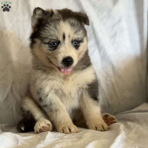Piper, Pomsky Puppy