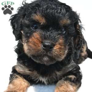 Gracie, Cavapoo Puppy
